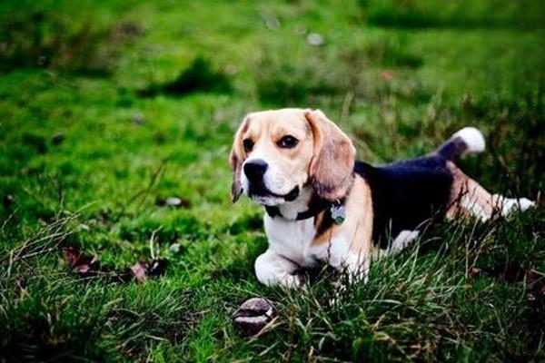 狗狗犬窝咳症状
