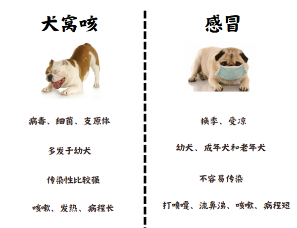 犬窩咳症狀