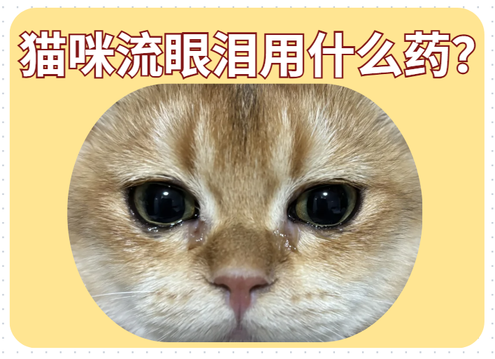 猫咪流眼泪的原因