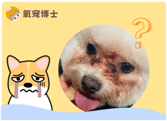 怎么去除比熊泪痕？