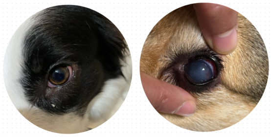 狗狗老是流眼泪怎么办