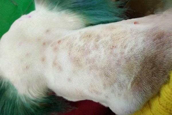 宠物犬猫真菌性皮肤病症状