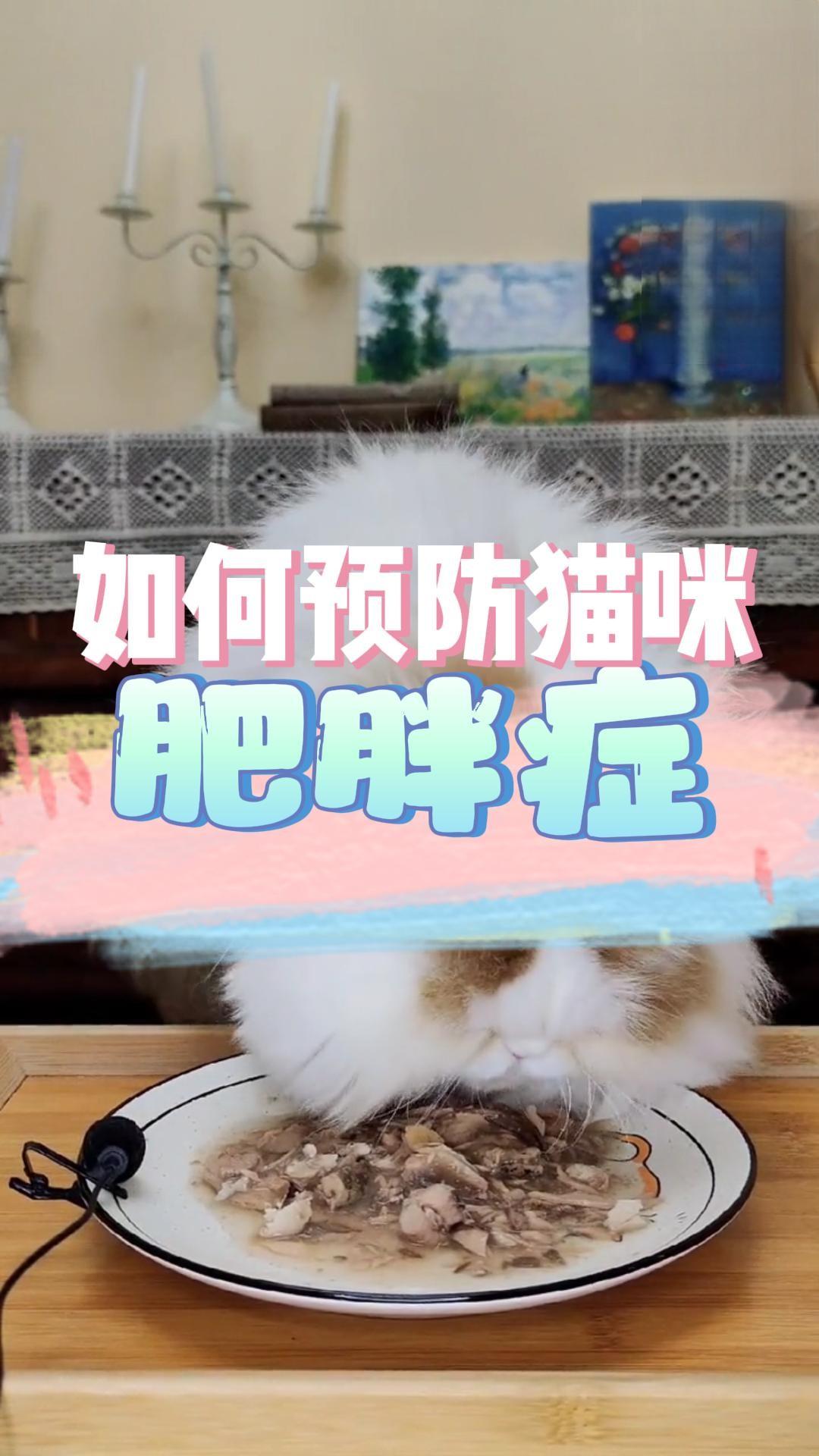 如何预防猫咪肥胖症？