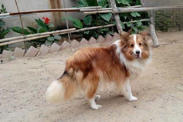 查理士王小猎犬性格怎么样