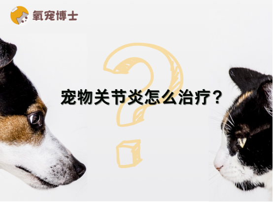 宠物关节炎怎么治疗？