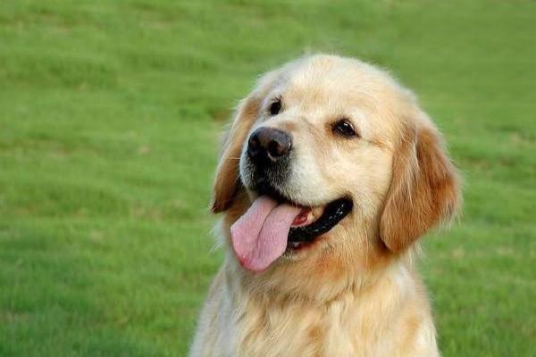 狗狗嘔吐