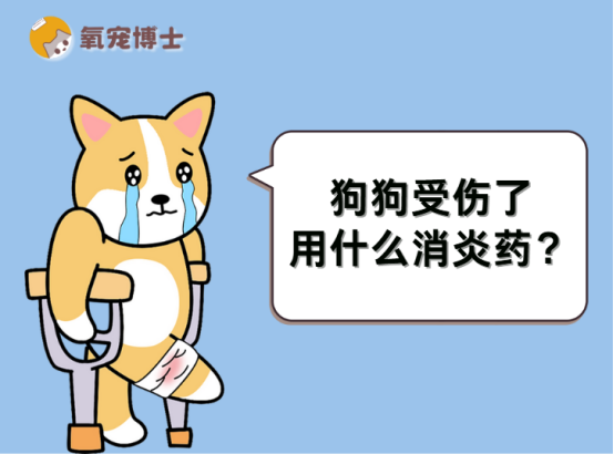 狗狗受伤了用什么消炎药？看完这篇就懂了
