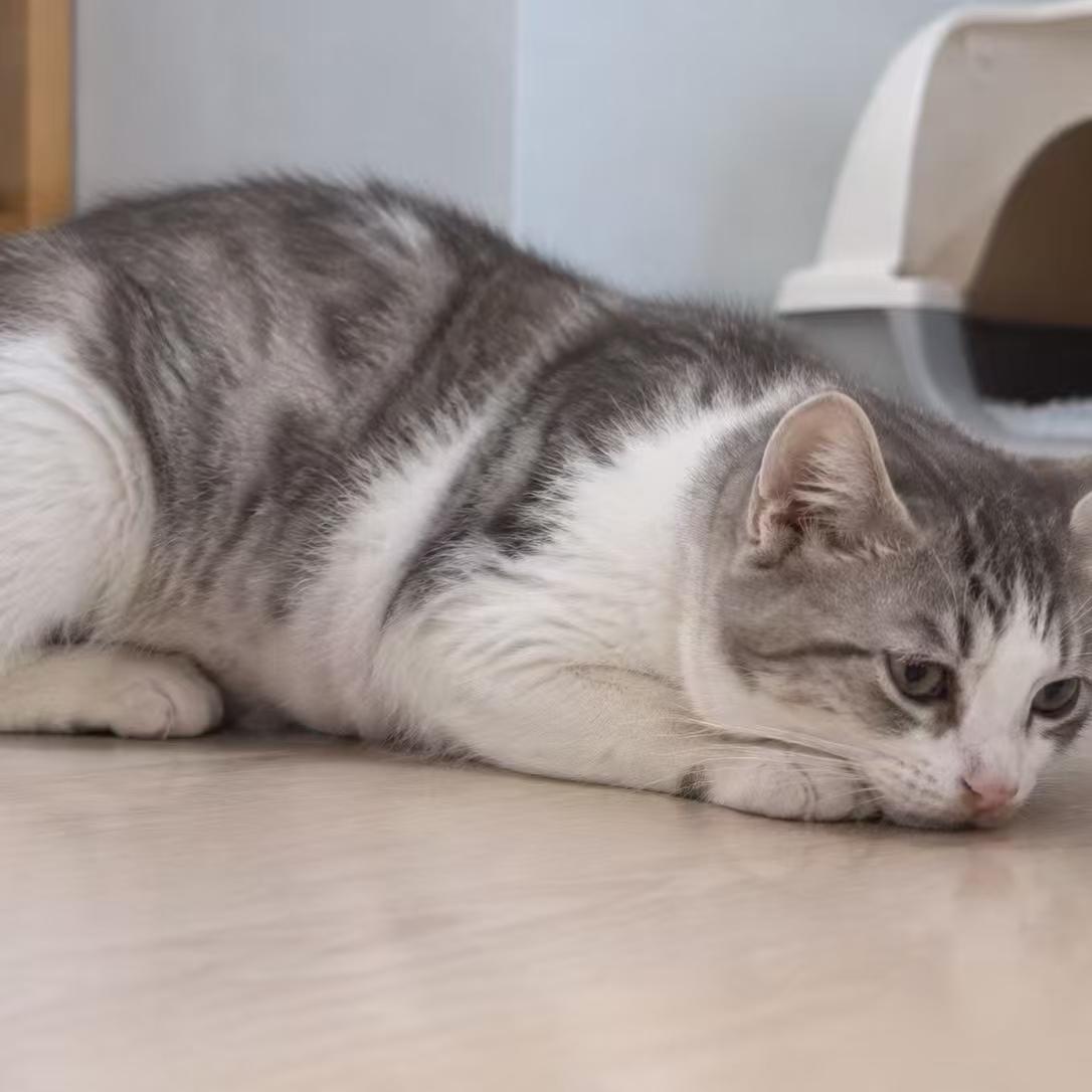 犬猫肠胃健康与益生菌应用