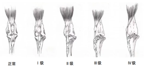 泰迪髌骨脱位怎么治疗？