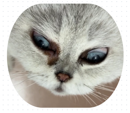 猫咪有红褐色泪痕怎么办？