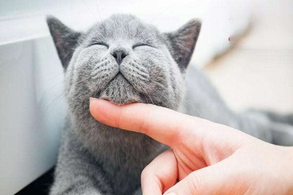 猫鼻塞用嘴呼吸是感冒了吗